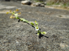 Cerastium brachypodum