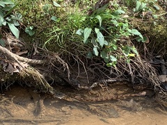 Nerodia sipedon