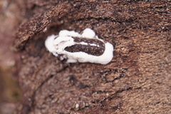 Lichenophanes varius