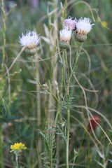 Klasea radiata