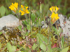 Anthyllis lotoides
