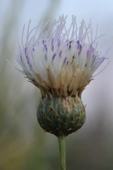 Klasea radiata
