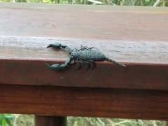 Opisthacanthus capensis