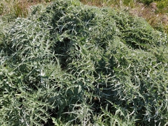 Cynara cardunculus cardunculus