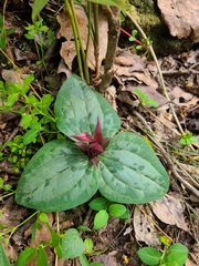 Trillium decumbens