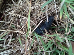 Centruroides gracilis