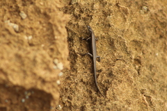 Cryptoblepharus africanus