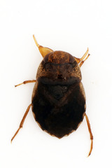 Naucoridae