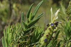 Lavandula viridis