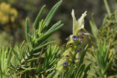 Lavandula viridis
