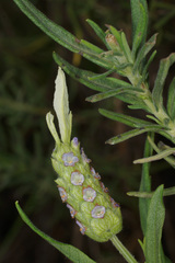 Lavandula viridis
