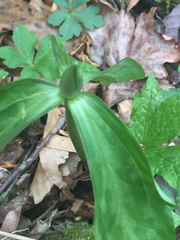 Trillium lancifolium