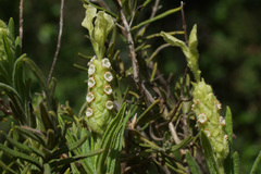 Lavandula viridis