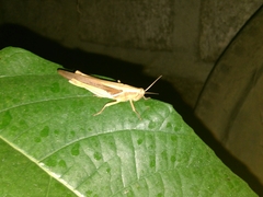 Stenocatantops splendens