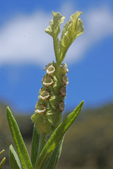 Lavandula viridis