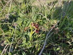 Ophrys speculum speculum