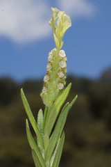 Lavandula viridis