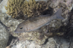 Lethrinus obsoletus