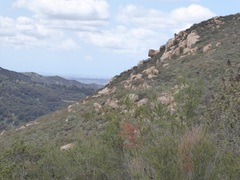Adenostoma fasciculatum