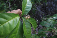 Capparidastrum frondosum