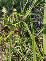 Ophrys speculum speculum