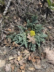Cymopterus longipes