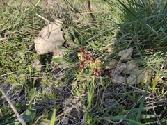 Ophrys speculum speculum