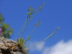 Teesdalia coronopifolia