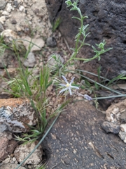 Androstephium breviflorum