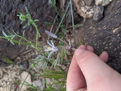 Androstephium breviflorum