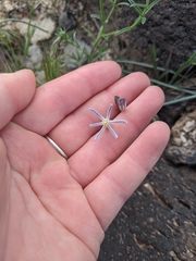 Androstephium breviflorum