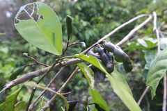 Capparidastrum frondosum