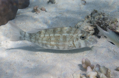 Lethrinus obsoletus