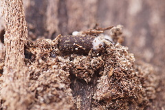 Lichenophanes varius