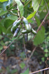 Capparidastrum frondosum