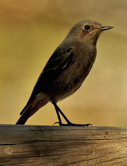 Phoenicurus ochruros