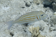 Lethrinus ornatus
