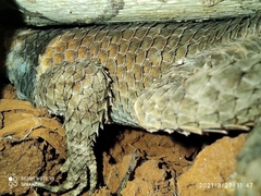 Sceloporus serrifer