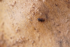 Litargus connexus