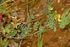 Coronilla repanda dura