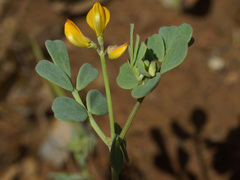 Coronilla repanda dura