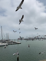 Leucophaeus atricilla