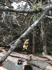 Acer glabrum douglasii