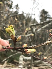 Acer glabrum douglasii