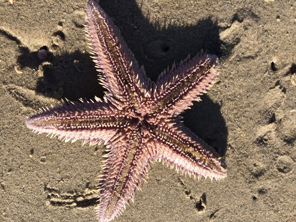 Sand Star Shell Spiny Sand Star from 3231–3299 Gleason Rd, San Diego, CA, US on ...