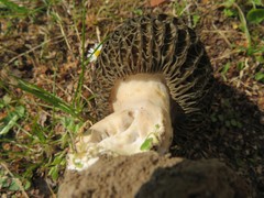 Morchella hortensis