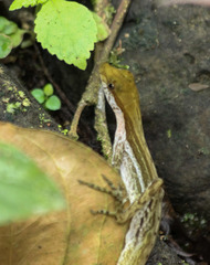 Anolis lynchi