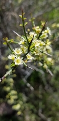 Adolphia californica