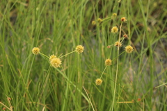 Rhynchospora holoschoenoides