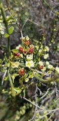 Adolphia californica